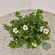 Potentilla f. 'Tilford Cream' 25-30 cm 2,5L