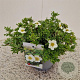 Potentilla f. 'Tilford Cream' 25-30 cm 2,5L