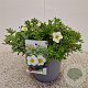 Potentilla f. 'Tilford Cream' 25-30 cm 2,5L