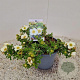 Potentilla f. 'Tilford Cream' 30-35 cm 2,0L