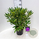 Rhododendron pont. 'Variegatum' 30-40 cm 5,0L