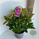 Rhododendron 'Rocket' 30-40 cm 5,0L