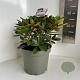 Rhododendron (Y) 'Schneekrone' 30-40 cm 5,0L