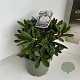 Rhododendron (Y) 'Schneekrone' 30-40 cm 5,0L
