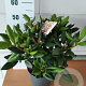 Rhododendron 'Virginia Richards' 30-40 cm 5,0L