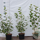 Ribes sanguineum 30-40 cm 2,0L