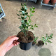 Ruscus aculeatus 40-60 cm C1.5