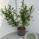 Salix aurita 125-150 cm 5,0L