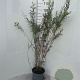 Salix purpurea 'Nana' 60-80 cm 5,0L