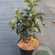 Sambucus nigra Black Tower 25-30 cm 3,0L