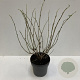 Sambucus nigra Golden Tower 80-100 cm 12L