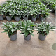 Skimmia japonica reevesiana 25-30 cm 2,5L