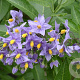 Solanum crispum 'Glasnevin' 60-80 cm C1.5 met stok