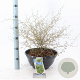 Sophora 'Little Baby' 30-40 cm 7L