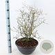 Sophora 'Little Baby' 30-40 cm 7L