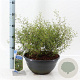 Sophora 'Little Baby' 30-40 cm 7L