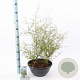 Sophora 'Little Baby' 30-40 cm 7L