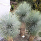 Yucca thompsoniana 60-80 cm 35L