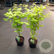 Acer shirasawanum 'Jordan' 60-80 cm 5,0L