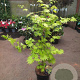 Acer shirasawanum 'Jordan' 60-80 cm 5,0L