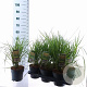 Calamagrostis acut. 'Karl Foerster' 30-40 cm 2,5L