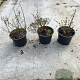 Spiraea betulifolia 'Tor' 10-15 cm C1.3