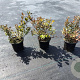 Spiraea betulifolia 'Tor' 10-15 cm C1.3