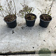 Spiraea betulifolia 'Tor' 10-15 cm C1.3