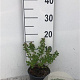 Spiraea betulifolia 'Tor' 10-15 cm C1.3