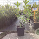 Arbutus unedo 'Bocarm' 50-60 cm 3,0L