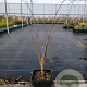 Asimina triloba 40-50 cm 3,0L