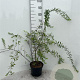 Spiraea cinerea 'Grefsheim' 100-125 cm 5,0L