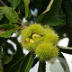 Castanea sat. 'Marigoule' 100-150 cm wortelgoed
