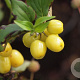 Cornus mas 'Flava' 60-80 cm C1.5