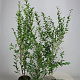 Ligustrum ovalifolium 80-100 cm 5,0L