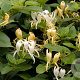Lonicera japonica 70 cm 2,0L