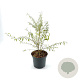 Lycium barbarum Little Goji 30-40 cm 3,0L