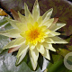 Nymphaea 'Sulphurea' GM  P11