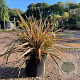 Phormium 'Flamingo' 60-80 cm 7,5L