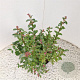 Symphoricarpos Magical Candy 30-40 cm 2,5L