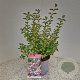 Symphoricarpos Magical Candy 30-40 cm 2,5L