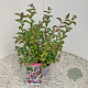 Symphoricarpos Magical Candy 30-40 cm 2,5L