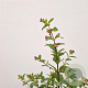 Symphoricarpos Magical Galaxy 30-40 cm 2,5L