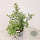 Symphoricarpos Magical Galaxy 30-40 cm 2,5L