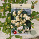 Symphoricarpos Magical Galaxy 30-40 cm 2,5L