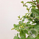 Symphoricarpos Magical Galaxy 30-40 cm 2,5L