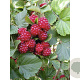 Rubus 'Dorman Red' 10-20 cm 2,0L