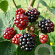 Rubus frut. 'Loch Ness' 60-80 cm 3,0L