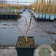 Sorbus 'Burka' 20-40 cm 3,0L
