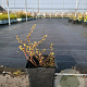 Vaccinium c. 'Northsky' 20-30 cm 3,0L